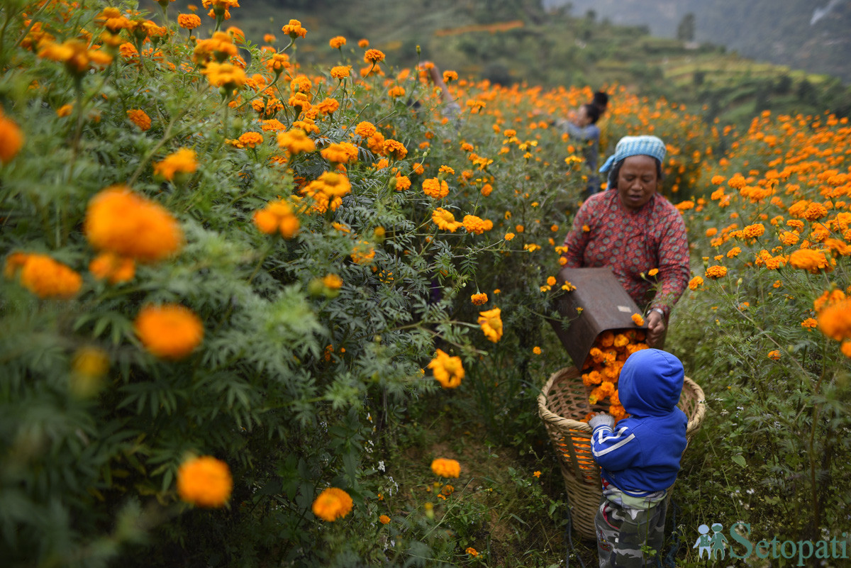 https://raracms.setopati.com/uploads/shares/2019/01/sujita/Marigold flowers for the Tihar Festival (1).JPG